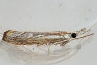 Agriphila geniculea