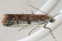Phycitodes binaevella