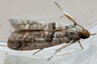 Pseudacrobasis tergestella