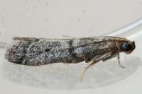 Ephestia