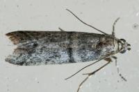 Ephestia