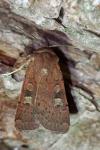 Xestia xanthographa