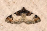 Catarhoe cuculata