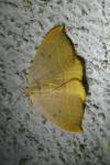 Watsonalla binaria