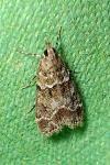 Eudonia mercurella