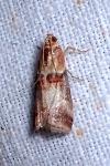 Acrobasis tumidana