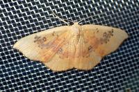 Cyclophora lennigiaria