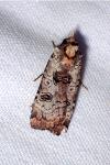 Epilecta linogrisea