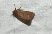 Xestia xanthographa