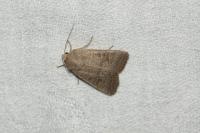 Hoplodrina ambigua/blanda