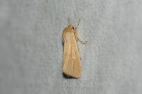 Mythimna pallens