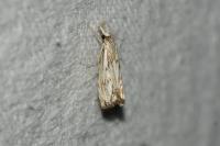 Catoptria falsella