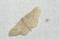 Idaea aversata