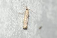 Agriphila geniculea