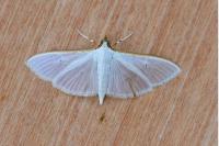 Palpita vitrealis