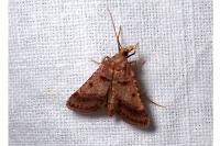 Stemmatophora brunnealis