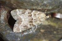 Eudonia mercurella