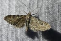 Eupithecia nanata