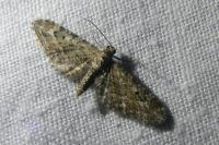Eupithecia nanata