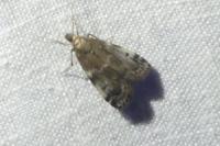 Assara terebrella
