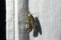 Assara terebrella