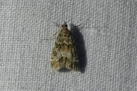 Eudonia mercurella