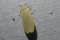 Collita griseola
