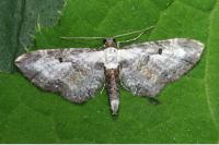 Eupithecia succenturiata