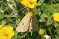 Diacrisia sannio