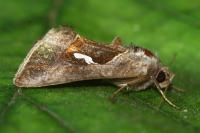 Macdunnoughia confusa