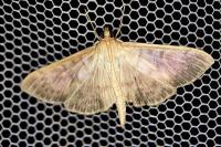 Patania ruralis