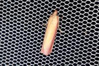 Oncocera semirubella