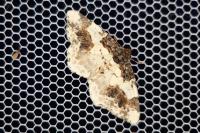 Ligdia adustata
