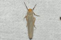 Manulea complana