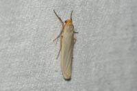 Manulea complana