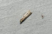 Phycitodes
