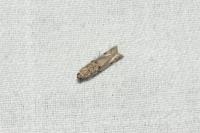 Phycitodes