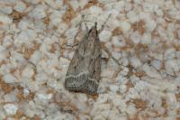 Eudonia pallida