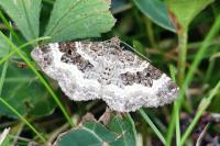 Epirrhoe alternata