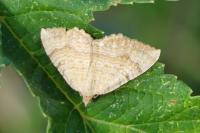 Camptogramma bilineata