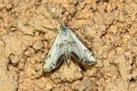 Cataclysta lemnata