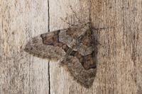 Thera obeliscata