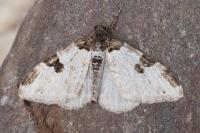 Xanthorhoe fluctuata