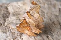 Selenia lunularia