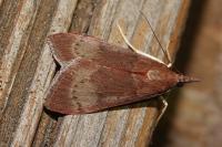Uresiphita gilvata