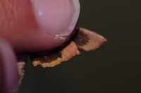 Noctua janthe