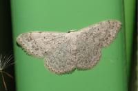 Scopula marginepunctata
