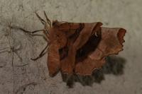 Selenia tetralunaria