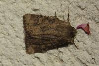 Luperina testacea