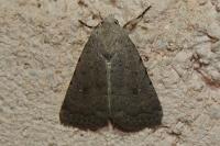 Caradrina flavirena